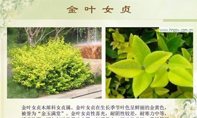 植物象征着什么？不同植物在文化中有哪些寓意？