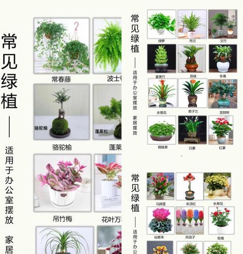 植物隔断注意问题怎么写？植物隔断的设计和养护要点是什么？