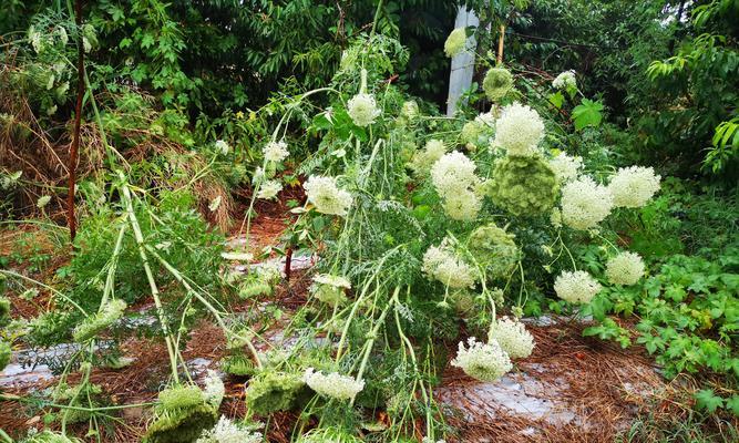 立春后多久插植物好活呢？春季插植物的最佳时间是什么时候？