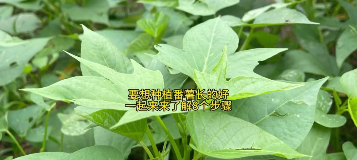 红薯如何转变成植物的根部？