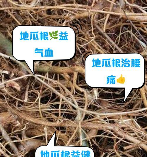 红薯如何转变成植物的根部？