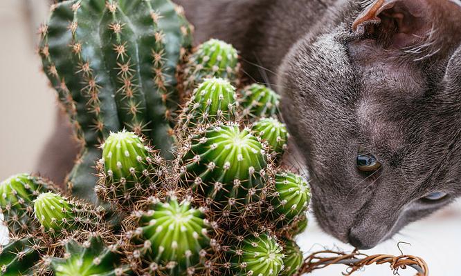 蓝猫宠物友好型盆栽植物推荐？