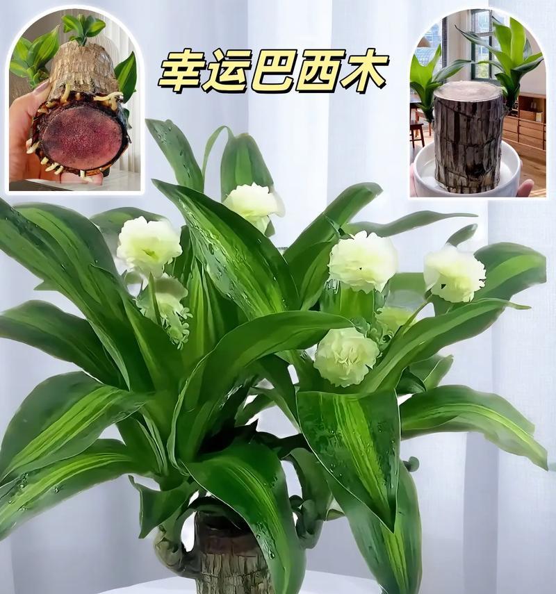 哪些花卉摆件植物容易养护？