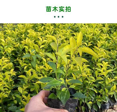 小金子植物的生长环境是怎样的？如何养护？