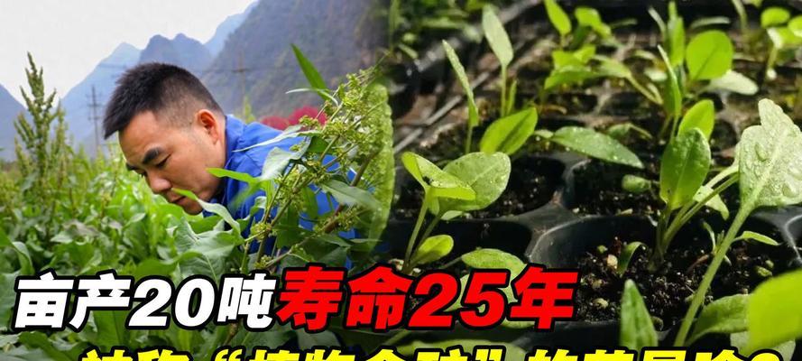 高蛋白植物有哪些种类？如何选择和食用？