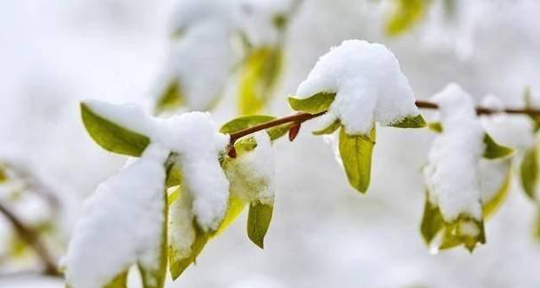 桃花雪天气适合种植哪些花卉？如何管理？