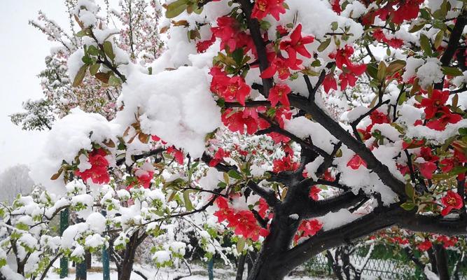 桃花雪天气适合种植哪些花卉？如何管理？