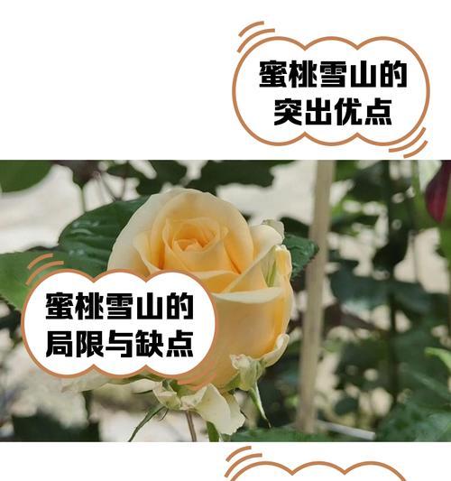 桃花雪天气适合种植哪些花卉？如何管理？