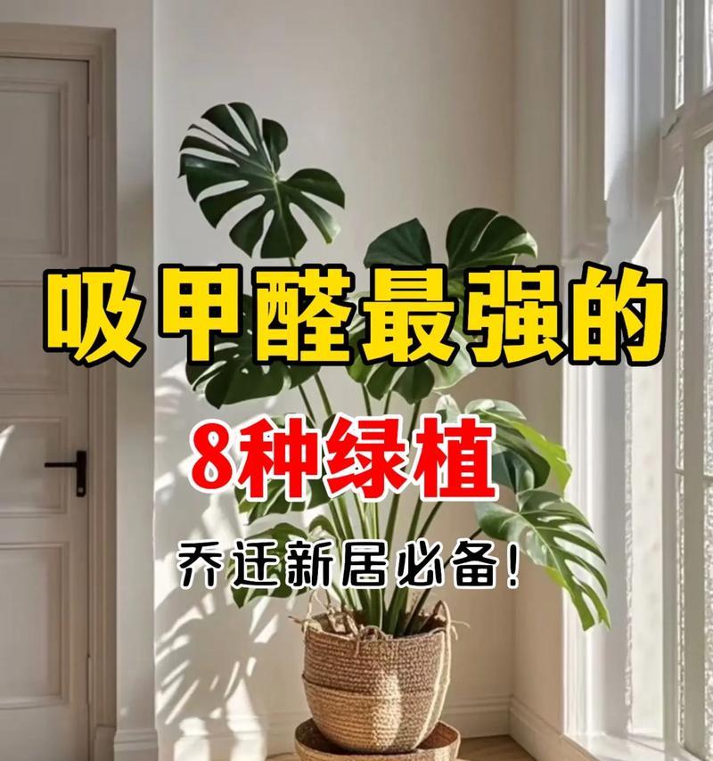 什么植物去甲醛最好？如何正确选择和使用？