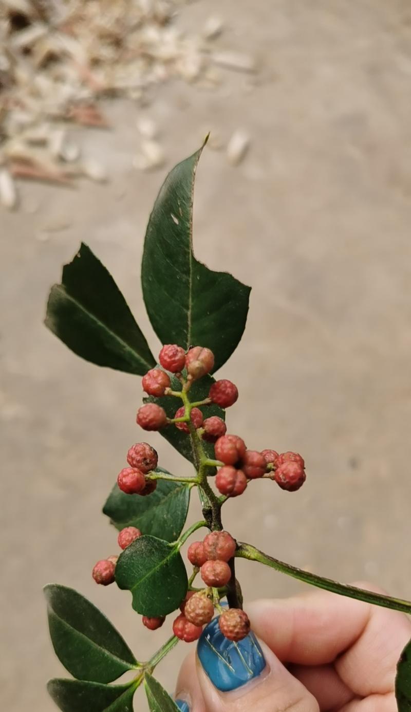 黄色棒棒植物是什么？常见的黄色棒棒植物有哪些种类？