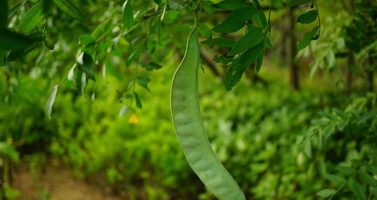 跟鼻涕似的植物是什么植物？植物通用肥皂有哪些？