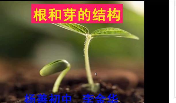 植物根尖成熟有哪些特点？如何观察？