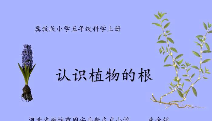 植物根尖成熟有哪些特点？如何观察？