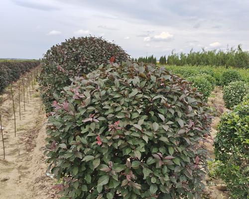 冬季叶子红的盆栽植物种类有哪些？