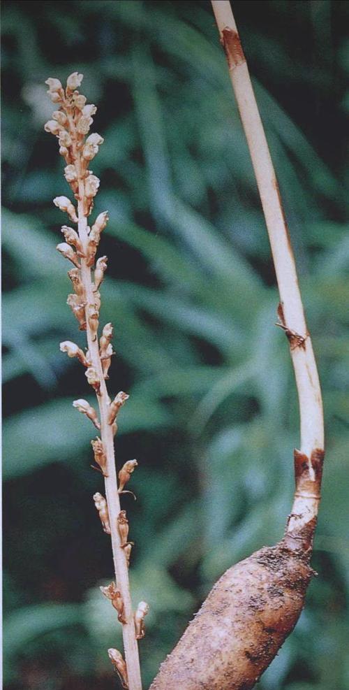 种天麻是一种什么植物？天麻的种植方法是什么？