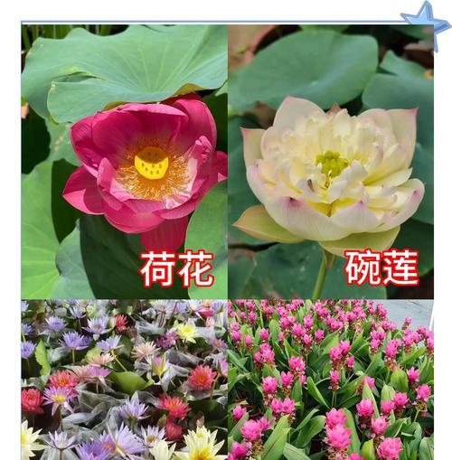 哪些植物适合水养？它们的养护要点是什么？