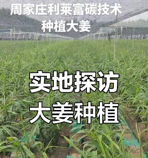 生姜种植时应该搭配哪些植物？