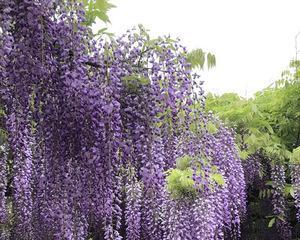 哪些是爬藤花卉类植物？爬藤花卉类植物有哪些独特之处？