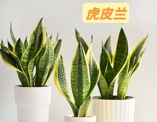 卧室摆放哪种植物好？如何选择有益睡眠的室内植物？