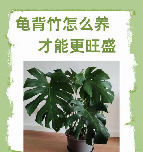 植物如何制造生长所需营养？需要哪些条件？