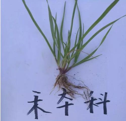 野燕麦是一种什么植物？野燕麦的特性及其用途是什么？