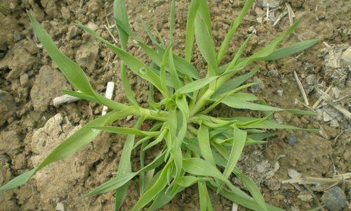 野燕麦是一种什么植物？野燕麦的特性及其用途是什么？