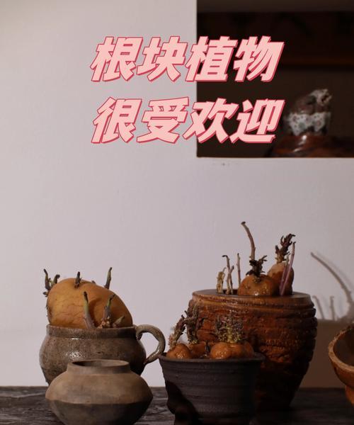 块根植物属于哪个目的？它们的特点是什么？