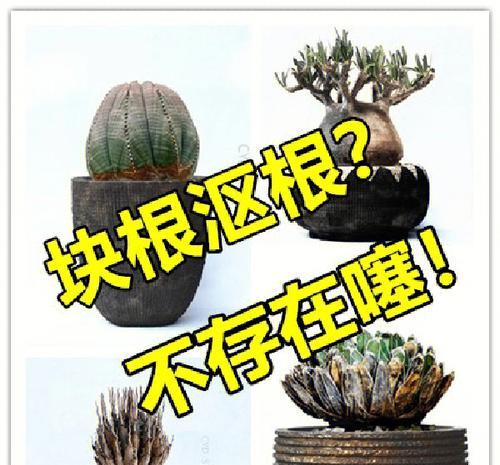 块根植物属于哪个目的？它们的特点是什么？