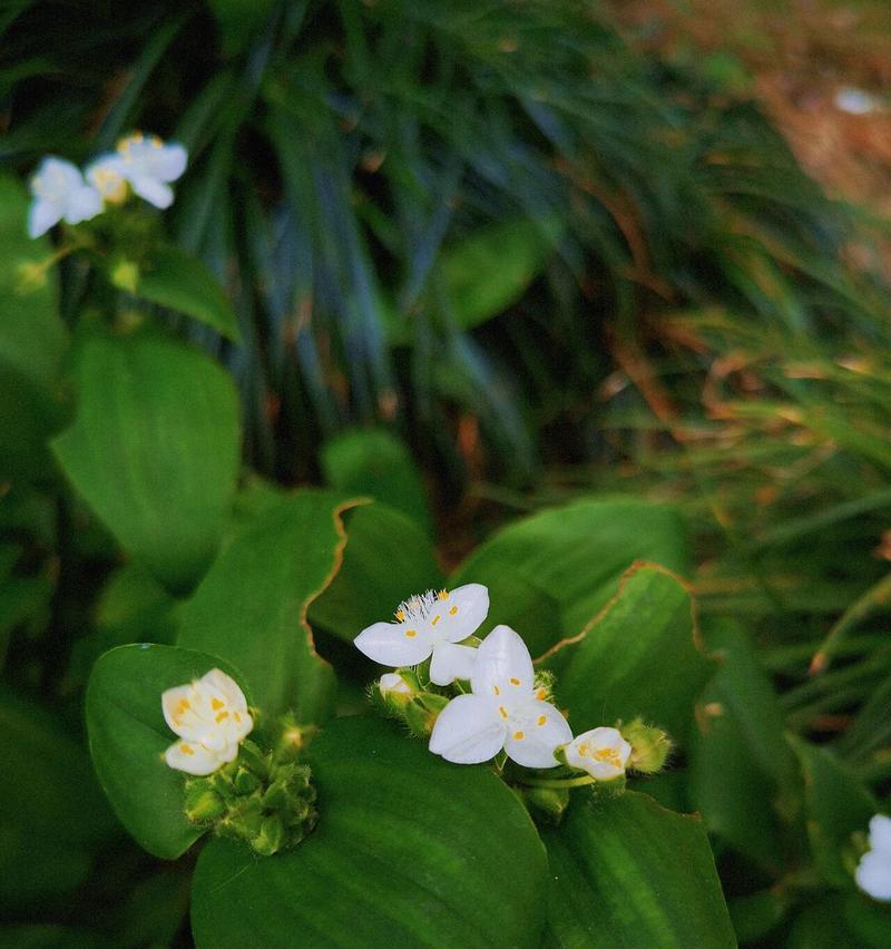 长条形白花植物是什么？有哪些特点？