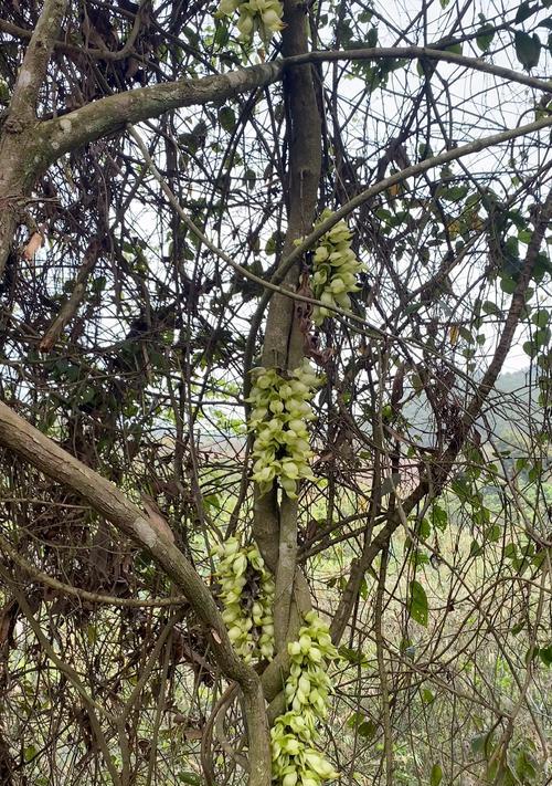 长条形白花植物是什么？有哪些特点？