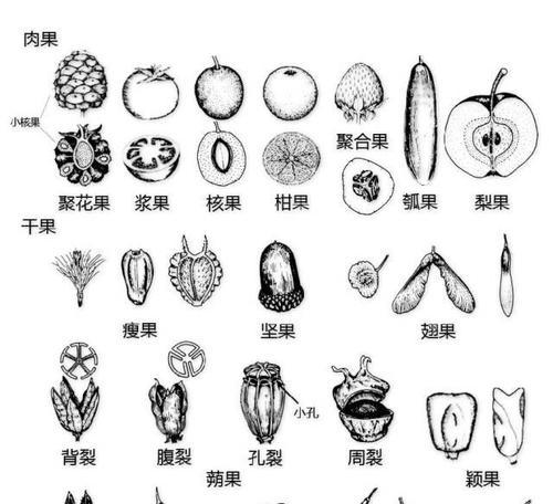 植物生长有哪些显著特点？如何识别植物生长的特征？