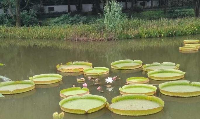 水生植物在园艺领域有哪些职业应用？