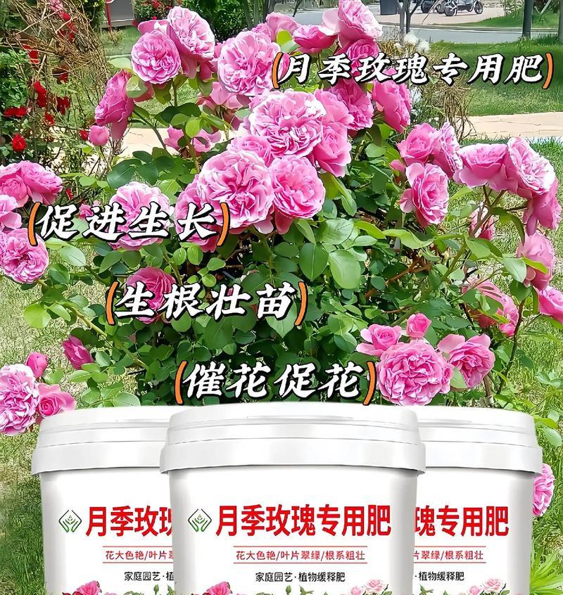 花卉使用哪种淡肥更容易养活？淡肥的正确使用方法是什么？