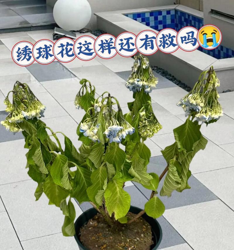 花卉使用哪种淡肥更容易养活？淡肥的正确使用方法是什么？