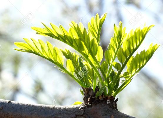 植物嫩叶怎么修剪？修剪嫩叶有哪些技巧？