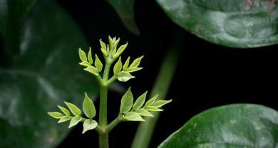 植物嫩叶怎么修剪？修剪嫩叶有哪些技巧？