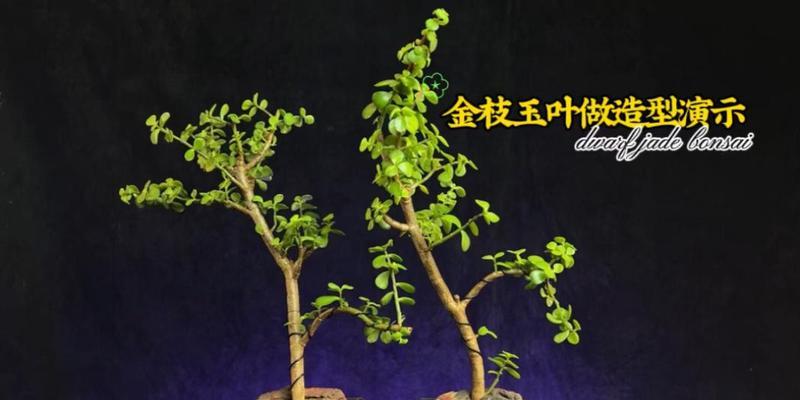 如何自己动手制作植物盆景？需要哪些材料？