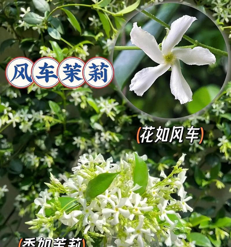 植物风车的折法是什么？有哪些步骤？