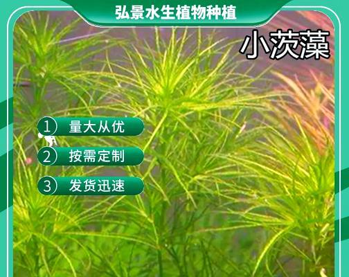 生态植物有哪些？生态植物对环境有哪些益处？