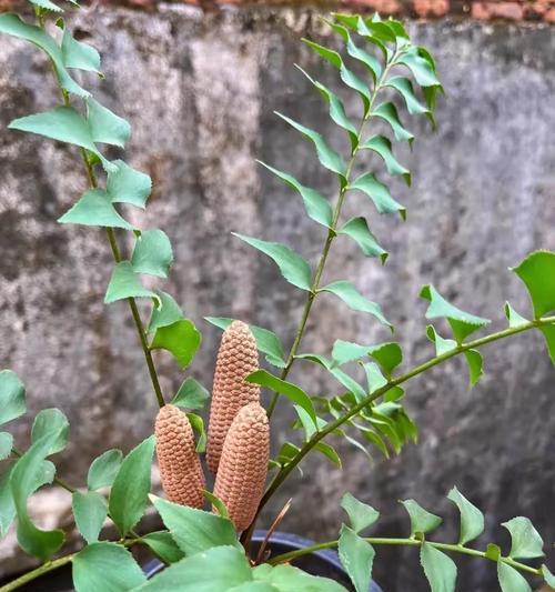 玉米是属于什么类型的植物？