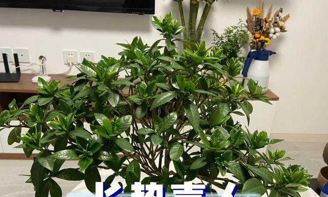 花和植物多久施肥一次？施肥频率如何确定？