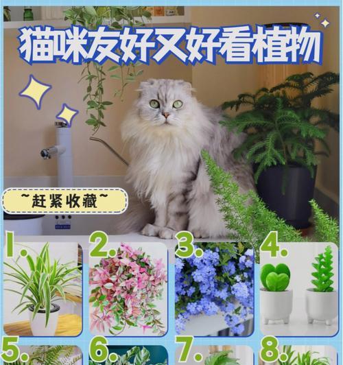 养猫家庭适合种植哪些植物？如何避免对猫咪有害的植物？