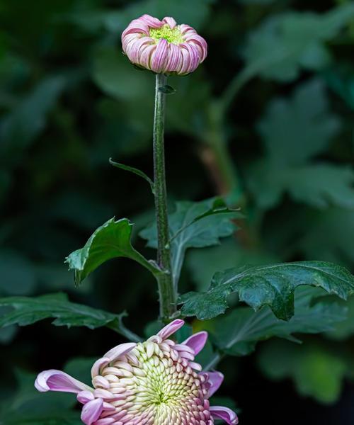 秋天开花灌木花卉品种有哪些？如何选择和养护？