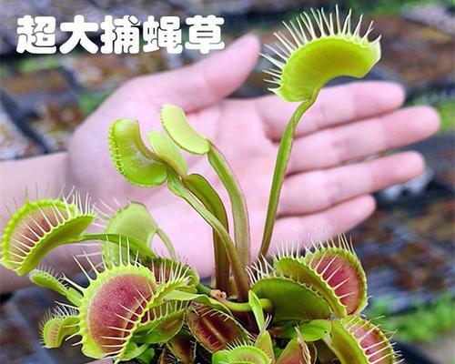 撒上植物的种类有哪些？撒上植物的养护方法是什么？