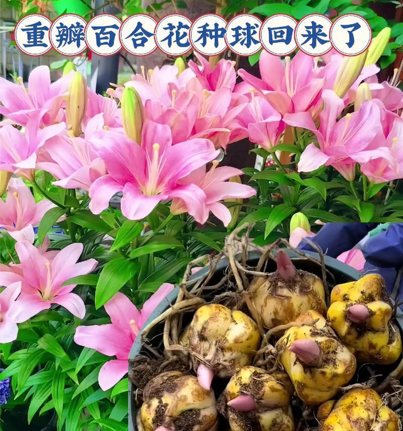 百合香水绿芽的正确养护方法是什么？如何避免常见问题？