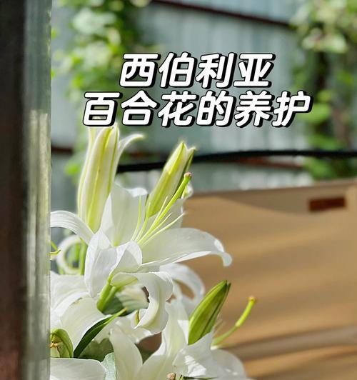 百合香水绿芽的正确养护方法是什么？如何避免常见问题？