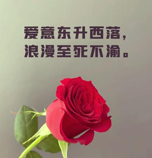 红玫瑰通常表达什么情感？