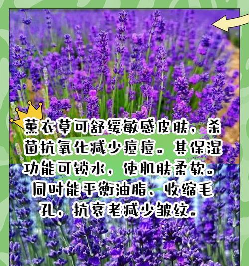 熏衣草金色花语代表了什么？