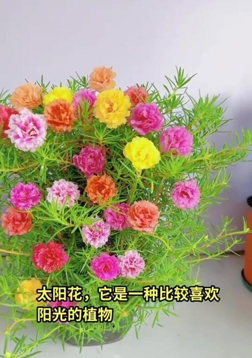 喜欢遮阳的植物有哪些花语？这些花语代表了什么？