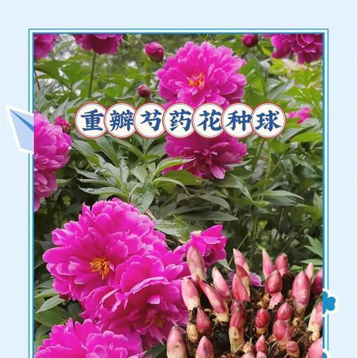 芍药的花语与寓意是什么？它代表了什么？